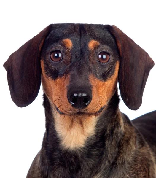 美しい犬 teckel — ストック写真
