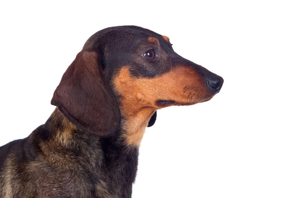 Beautiful dog teckel — Stock Photo, Image