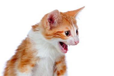 Adorable little cat angry clipart