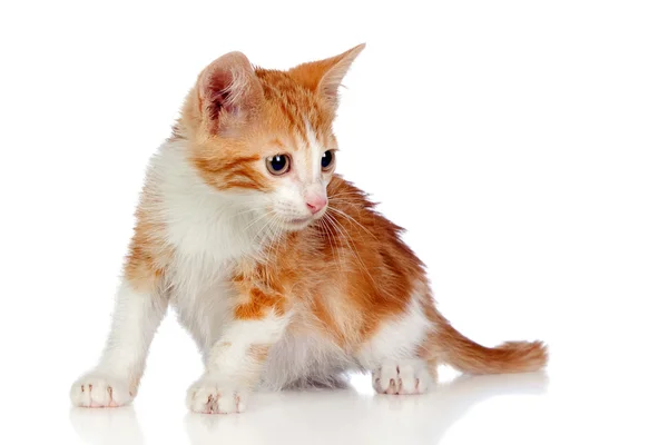 Bedårande lilla katt hukande — Stockfoto