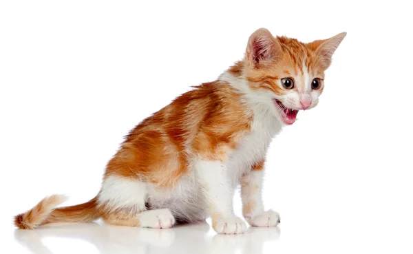 Bedårande lilla katt arg — Stockfoto