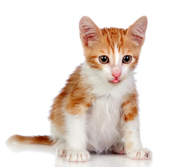 Sevimli küçük kedi — Stok fotoğraf