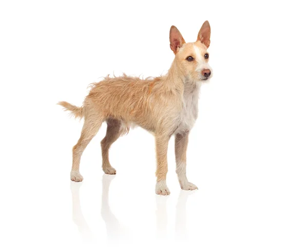 Belo cão português — Fotografia de Stock