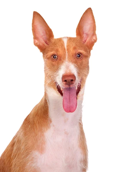 Schöner spanischer Hund — Stockfoto