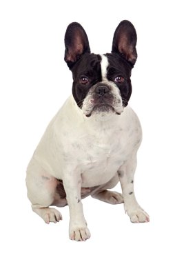 Beautiful french bulldog clipart