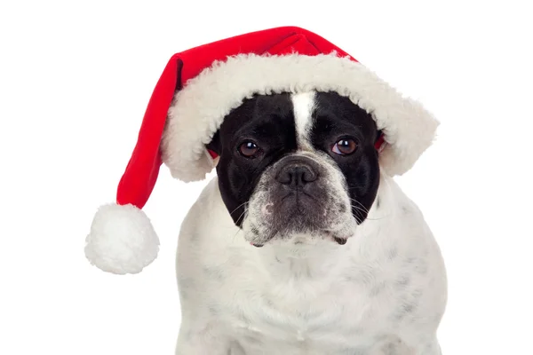 Schöne französische Bulldogge mit Weihnachtsmütze — Stockfoto