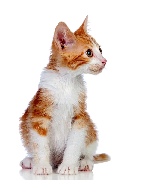 Sevimli küçük kedi — Stok fotoğraf