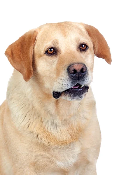 Felnőtt gyönyörű Labrador Vizsla — Stock Fotó