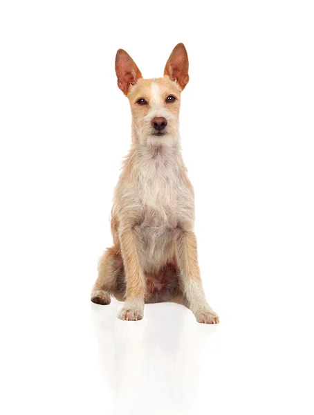 Beautiful portuguese hound — Stock Photo, Image