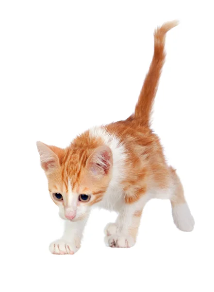 Adorabile piccolo gatto alla ricerca — Foto Stock