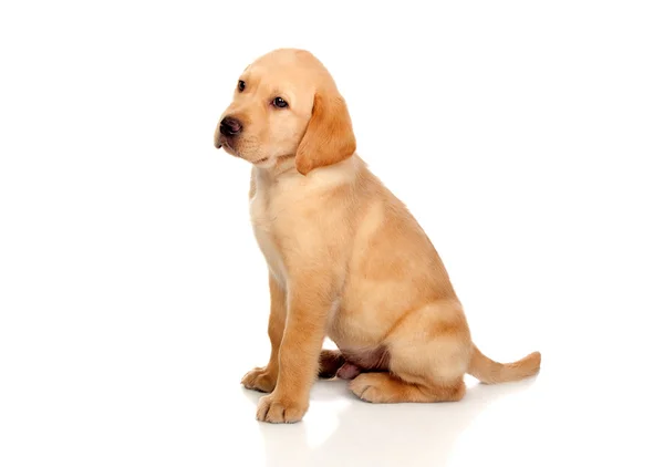 Mooie labrador retriever pup — Stockfoto