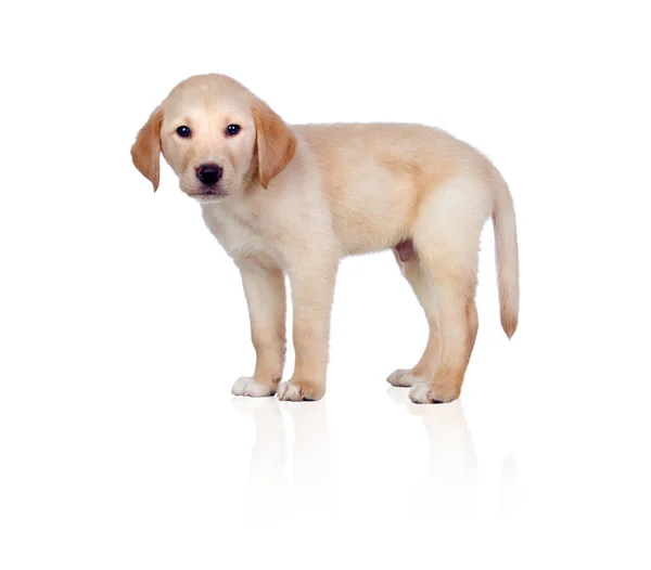 Bonito cachorro Labrador retriever — Fotografia de Stock