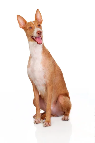 Schöner spanischer Hund — Stockfoto