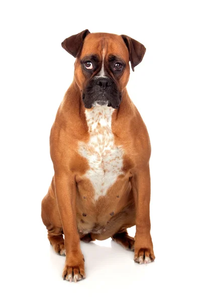 Bellissimo cane Boxer — Foto Stock