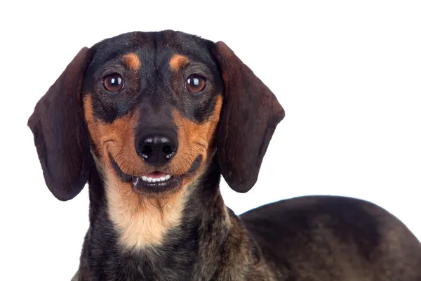 Bellissimo cane teckel sorridente — Foto Stock
