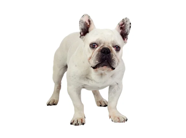 Beautiful french bulldog — Stock Photo, Image