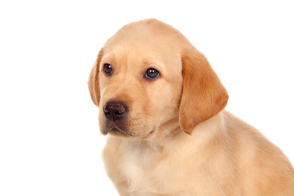 Hermoso cachorro Labrador retriever —  Fotos de Stock