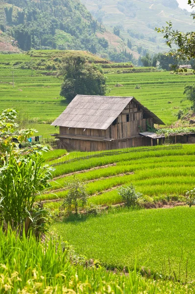 Casa no campo de arroz — Fotografia de Stock