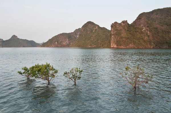 Cespuglio di mangrovie in acqua Fotografia Stock