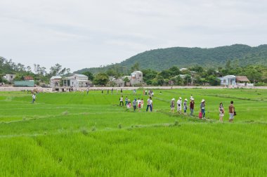 Tourists Walking across Rice Paddy clipart