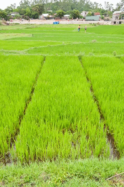 Pola ryżu w cu cham Laotański wyspę — Zdjęcie stockowe