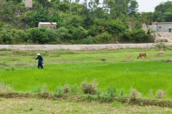 農民は田んぼの上を歩いて — ストック写真