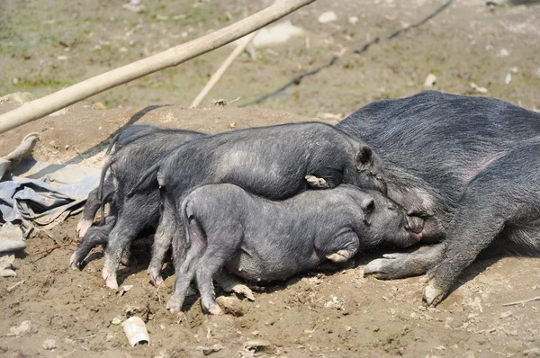 Süt emen domuz — Stok fotoğraf
