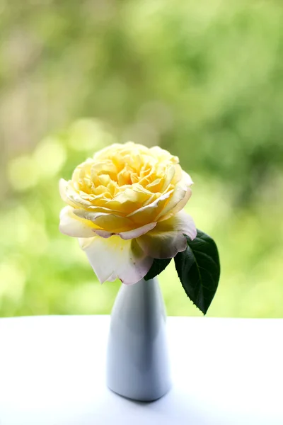 Žlutá růže ve váze — Stock fotografie