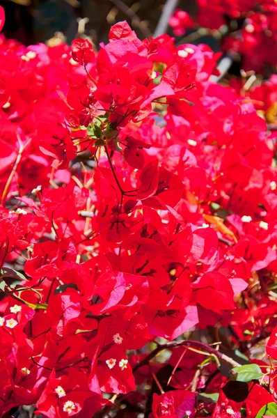 Красива висяча кошик квітів — стокове фото