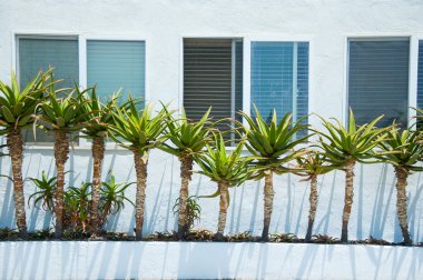 Yucca in the garden clipart