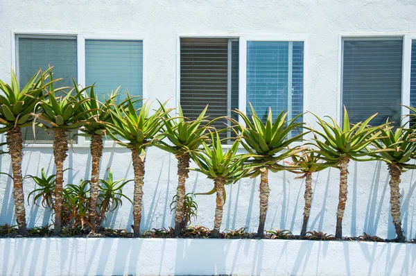Yucca no jardim — Fotografia de Stock