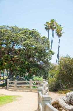 güneşli Park palmiye ağaçları