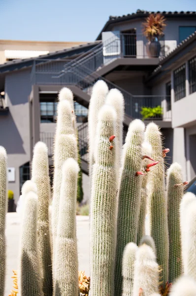 Kaktusz növekvő részlete — Stock Fotó