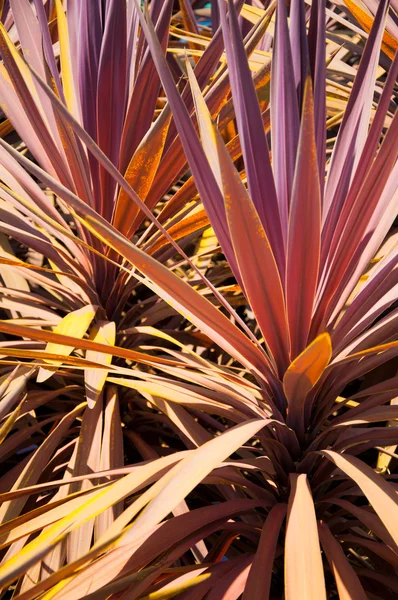 La pianta yucca — Foto Stock