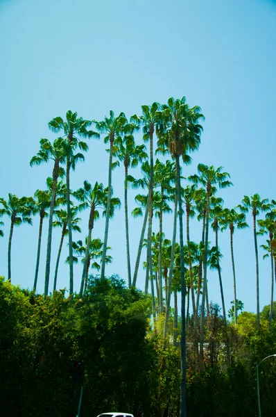 Kokosnötter palm tree — Stockfoto