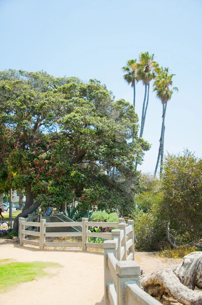 日当たりの良い公園のヤシの木 — ストック写真