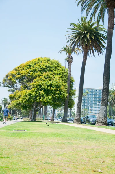 Palmbomen in het zonnige park — Stockfoto