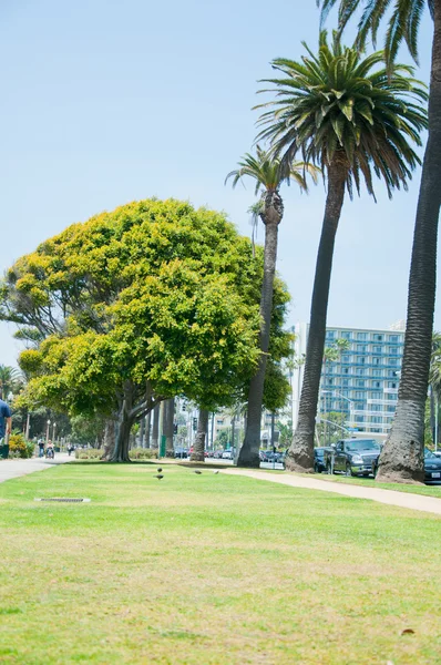 Palmbomen in het zonnige park — Stockfoto