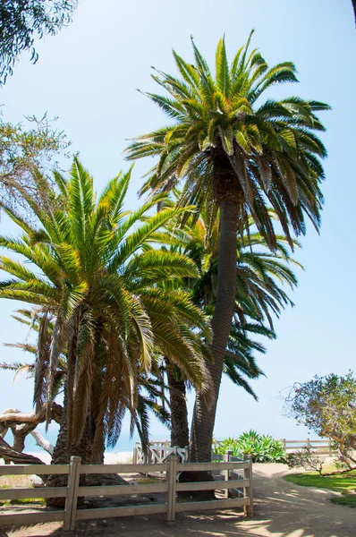 Пальми в сонячному парку — стокове фото