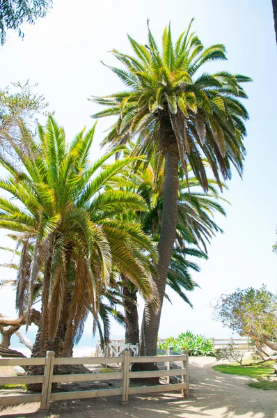 Palm trees in the sunny park — Stock Photo, Image