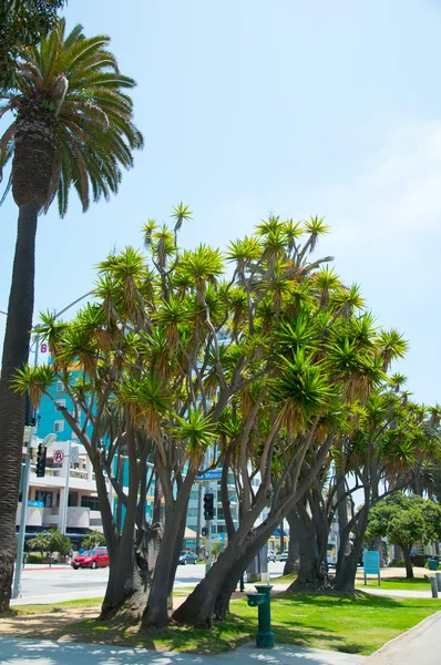 Güneşli Park palmiye ağaçları — Stok fotoğraf
