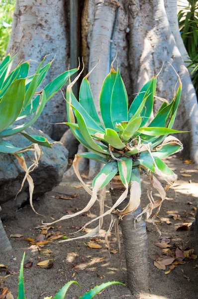Agave-Pflanze — Stockfoto