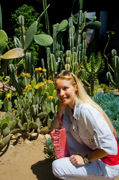 stock image Cactus