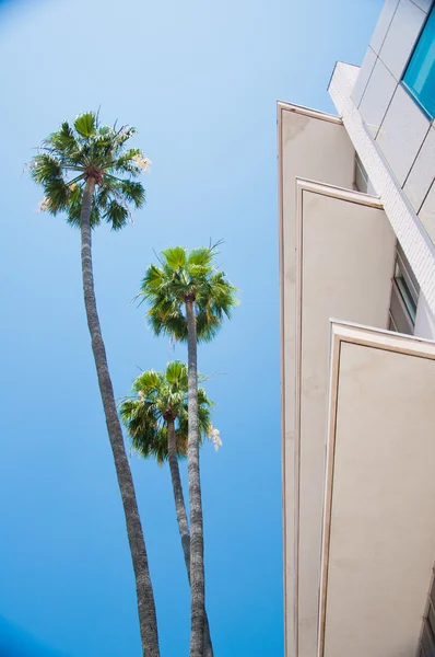 Пальмы и современная архитектура — стоковое фото