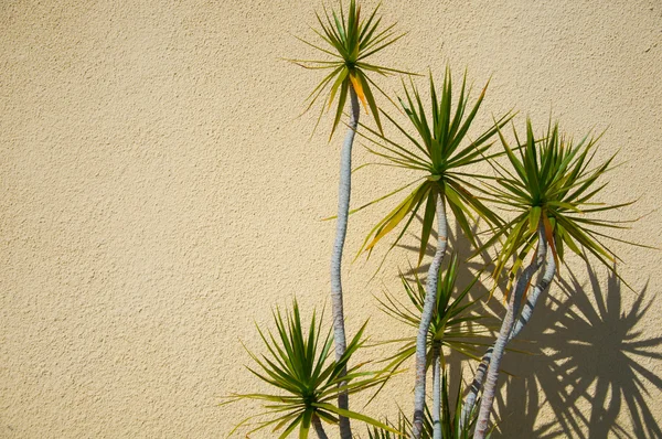 Yucca com sombras — Fotografia de Stock