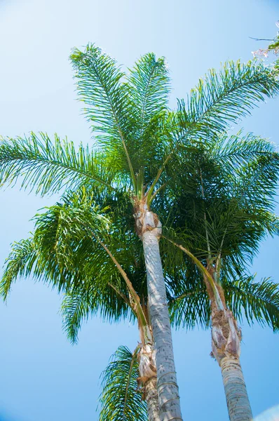 Пальмы в солнечном парке — стоковое фото