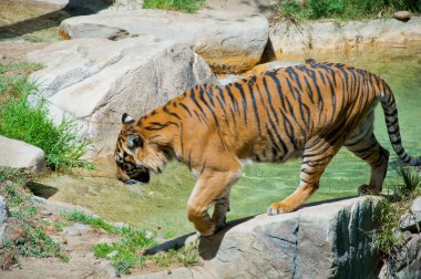 los angeles Hayvanat Bahçesi'nde Royal bengal kaplanı