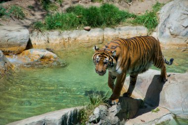 Royal Bengal tiger at zoo of Los Angeles clipart