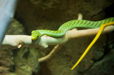 Green snake in rain forest at Zoo clipart