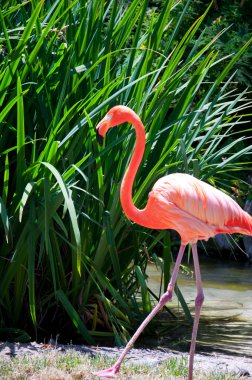 Some flamingos in the water clipart